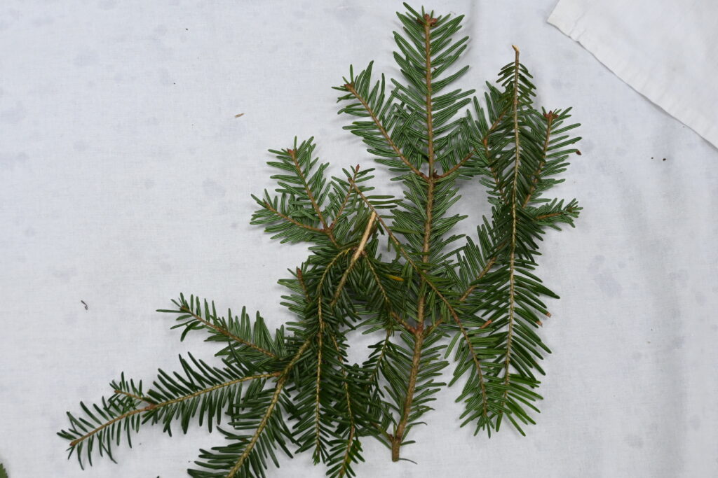 13 neue Klimabotschafter