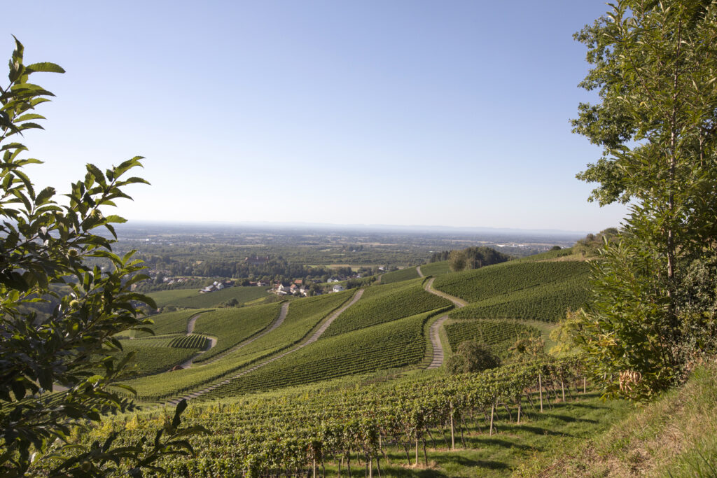 Naturpark-AugenBlick-Runde Obersasbach