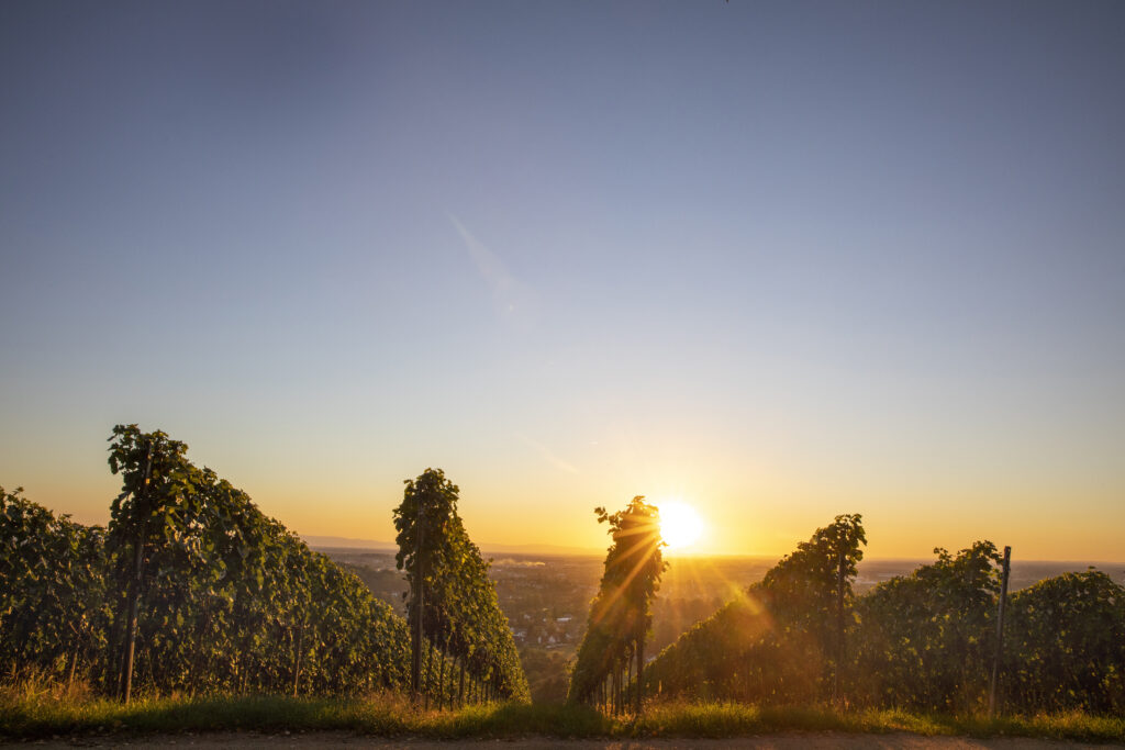 Naturpark-AugenBlick-Runde Obersasbach