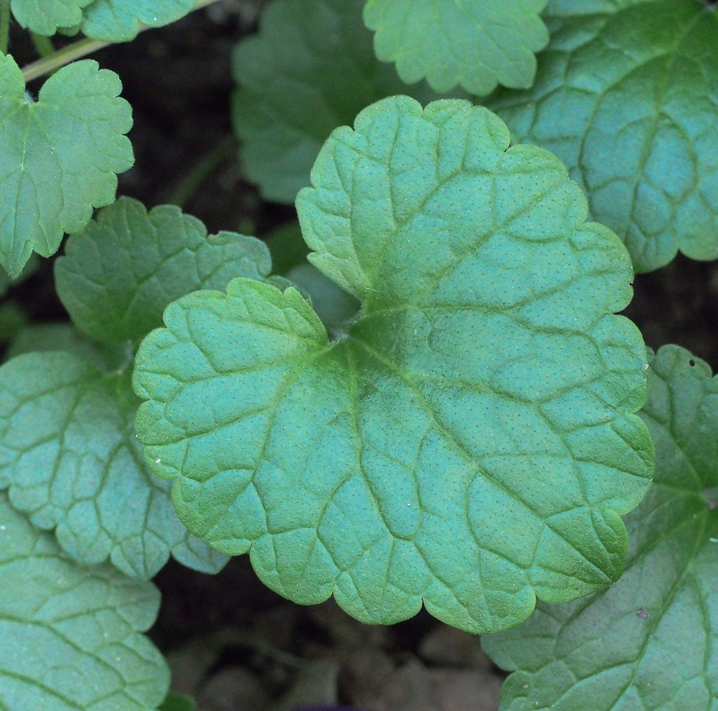 Kräuterwissen mit Monika Wurft - wintergrüner Smoothie