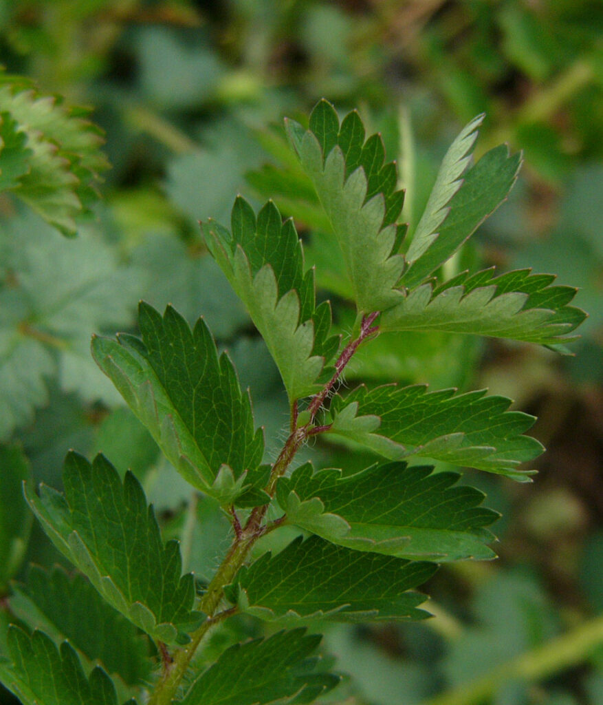 Kräuterwissen mit Monika Wurft - wintergrüner Smoothie