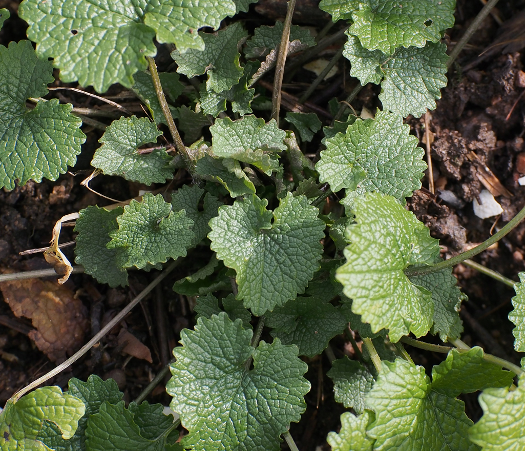 Kräuterwissen mit Monika Wurft - wintergrüner Smoothie