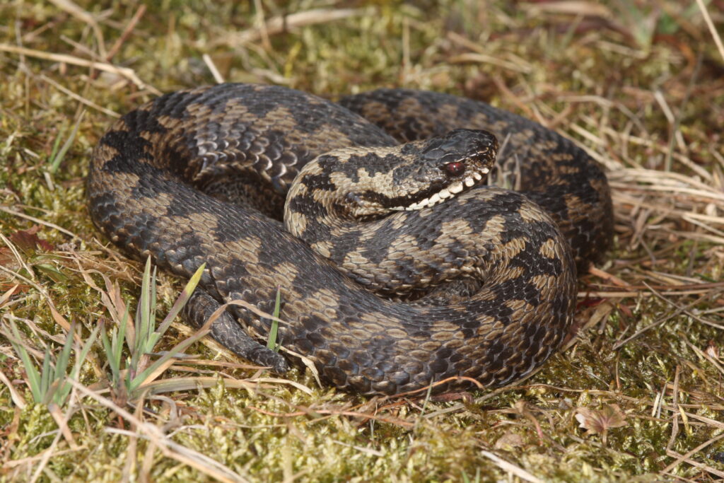 Kreuzotter - Reptil des Jahres 2024