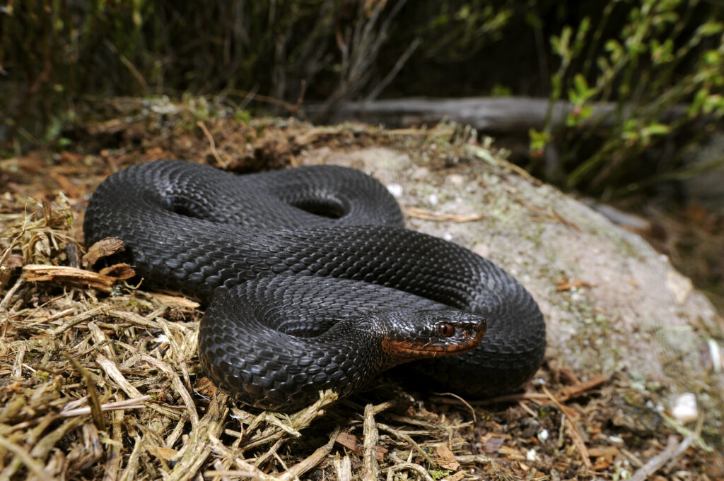 Kreuzotter - Reptil des Jahres 2024