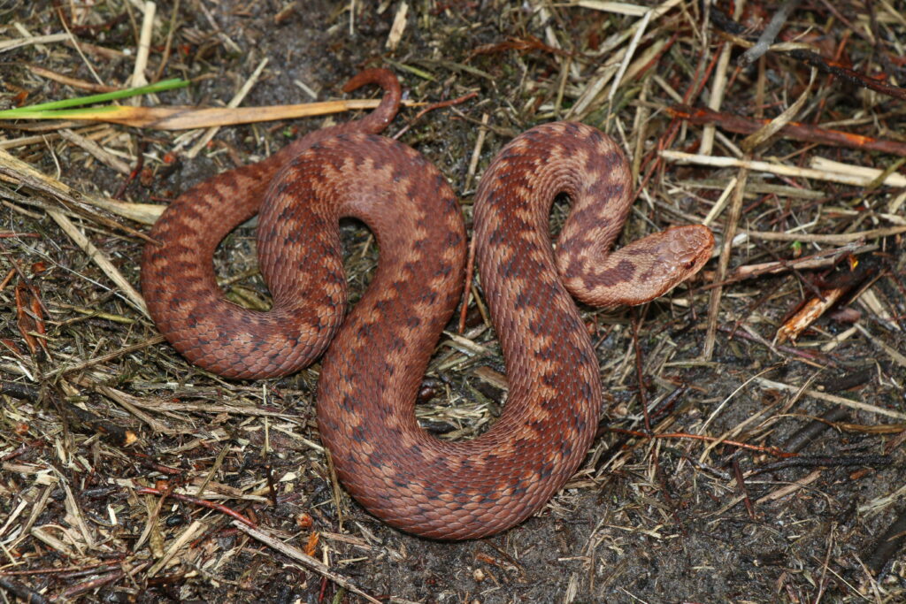 Kreuzotter - Reptil des Jahres 2024