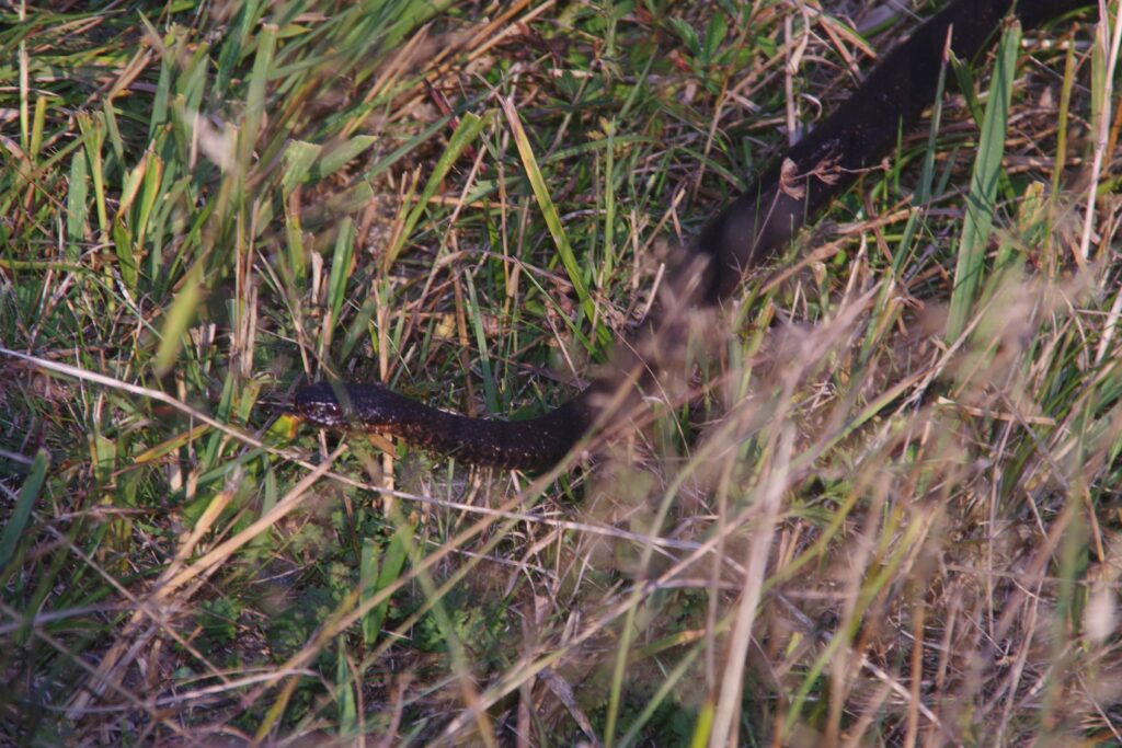 Kreuzotter - Reptil des Jahres 2024