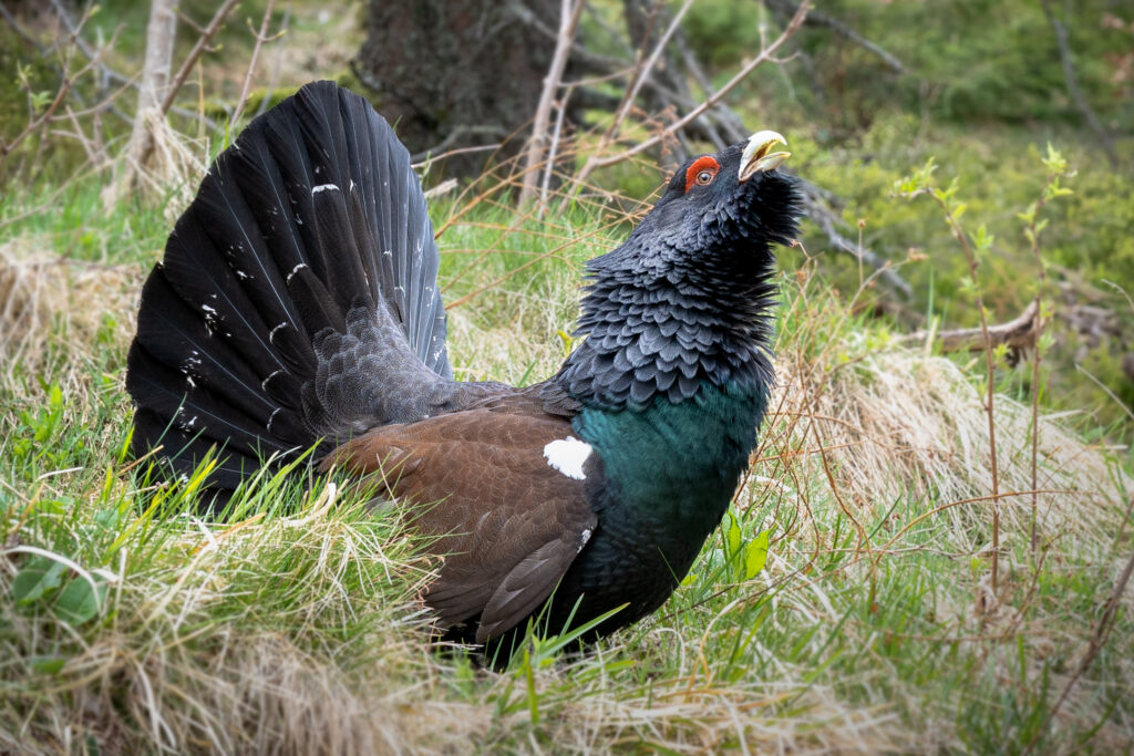badenova Kino-Event WildWestwegs