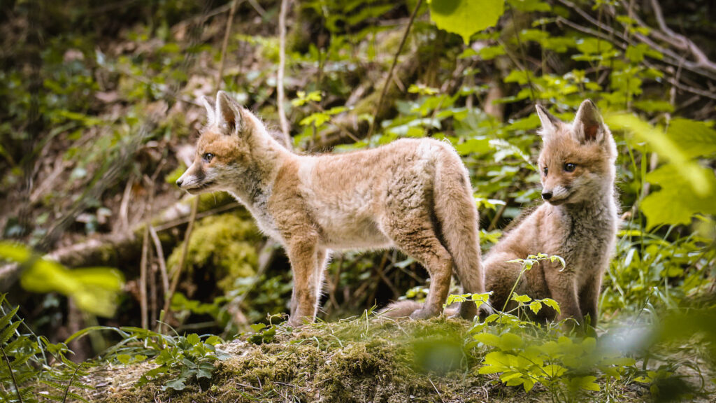 badenova Kino-Event WildWestwegs