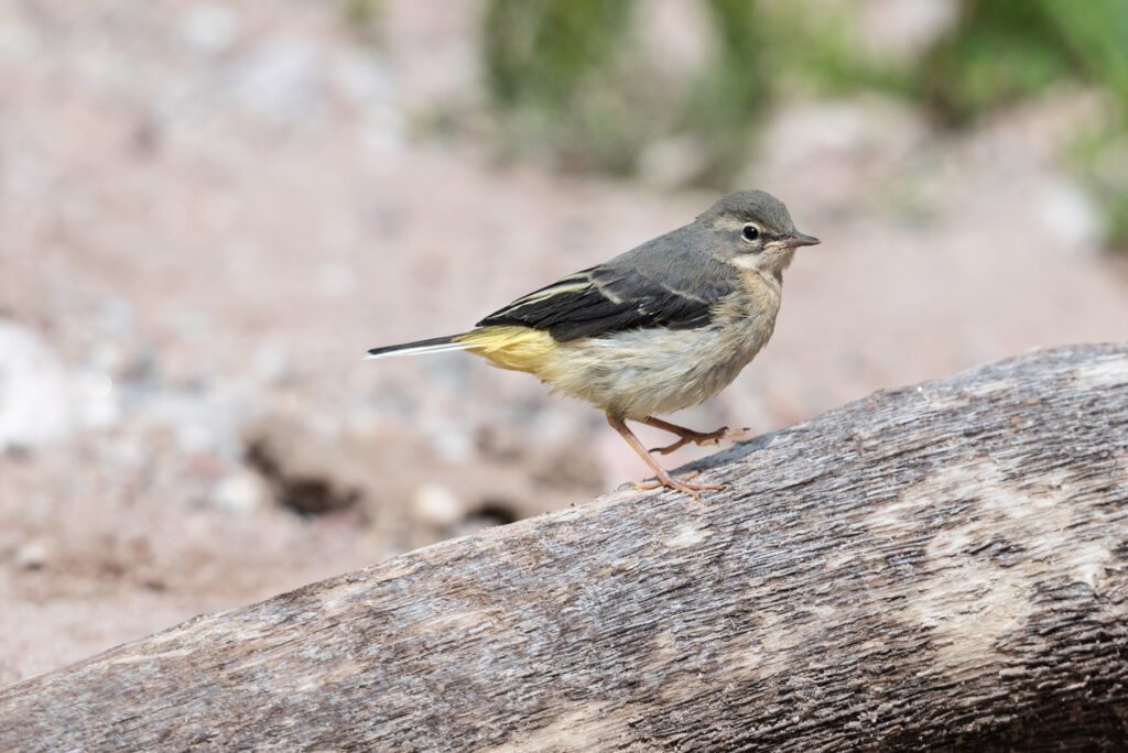 badenova Kino-Event WildWestwegs