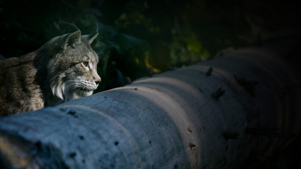 badenova Kino-Event WildWestwegs