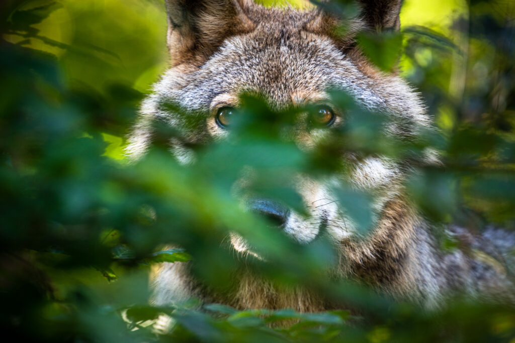 badenova Kino-Event WildWestwegs