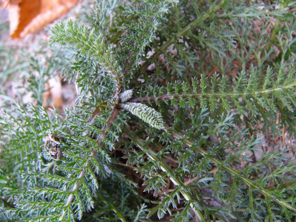 Kräuterwissen mit Monika Wurft - wintergrüner Smoothie