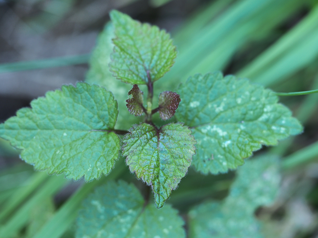 Kräuterwissen mit Monika Wurft - wintergrüner Smoothie