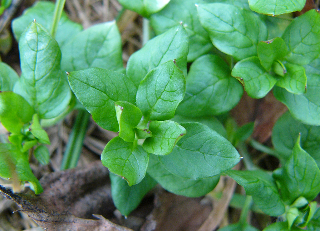Kräuterwissen mit Monika Wurft - wintergrüner Smoothie