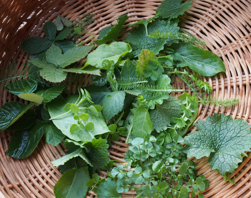 Kräuterwissen mit Monika Wurft - wintergrüner Smoothie