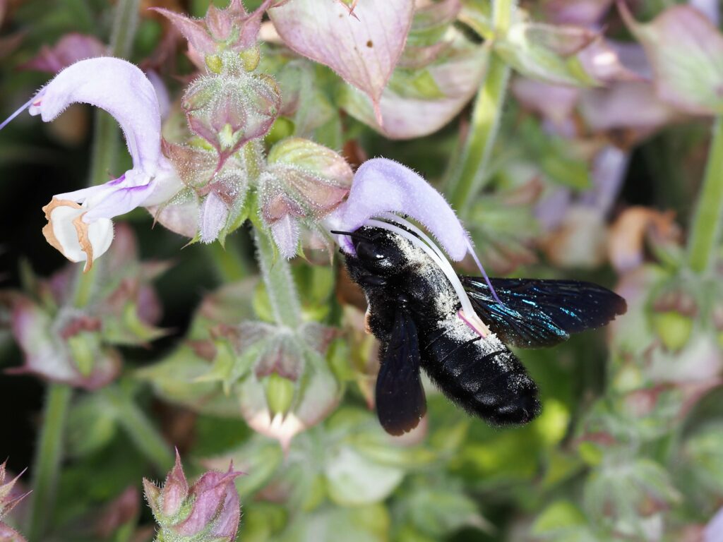 Wildbiene des Jahres 2024 - die Blauschwarze Holzbiene