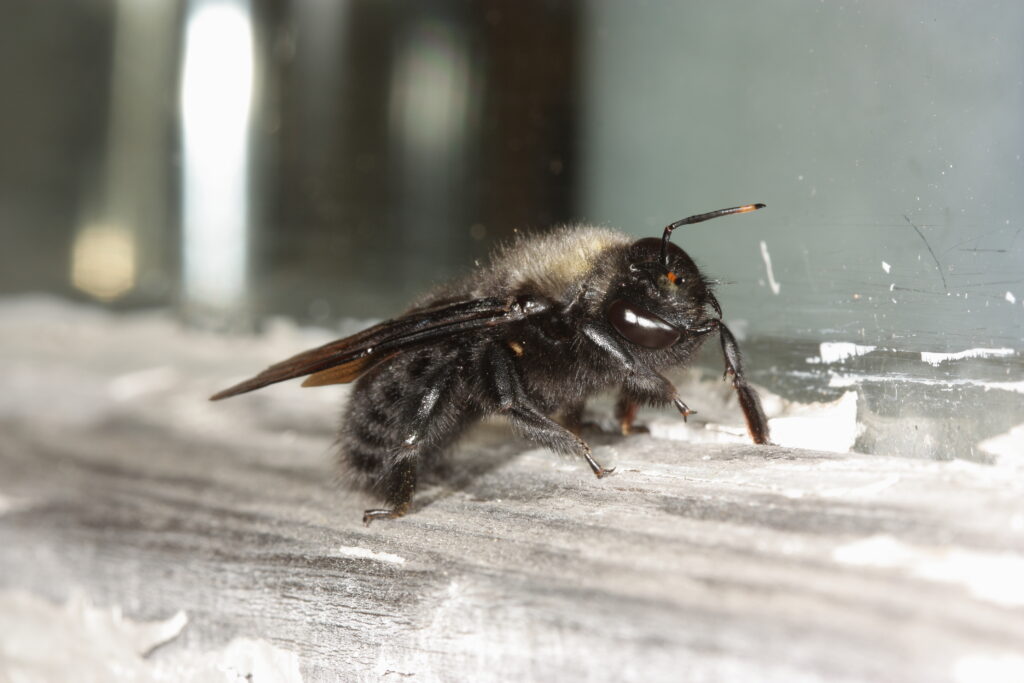 Wildbiene des Jahres 2024 - die Blauschwarze Holzbiene