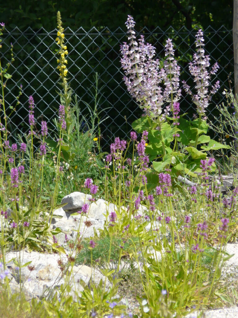 Wildbiene des Jahres 2024 - die Blauschwarze Holzbiene