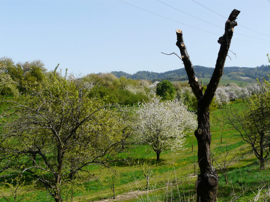 Wildbiene des Jahres 2024 - die Blauschwarze Holzbiene