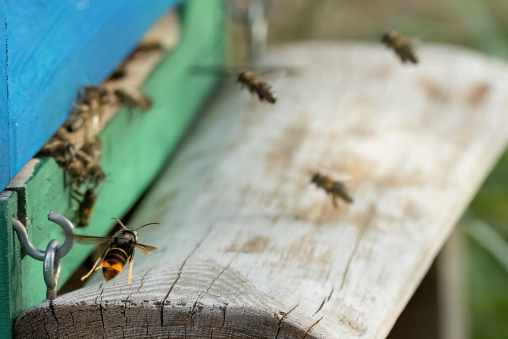 Cum Natura - Reise durchs Bienenjahr 2023