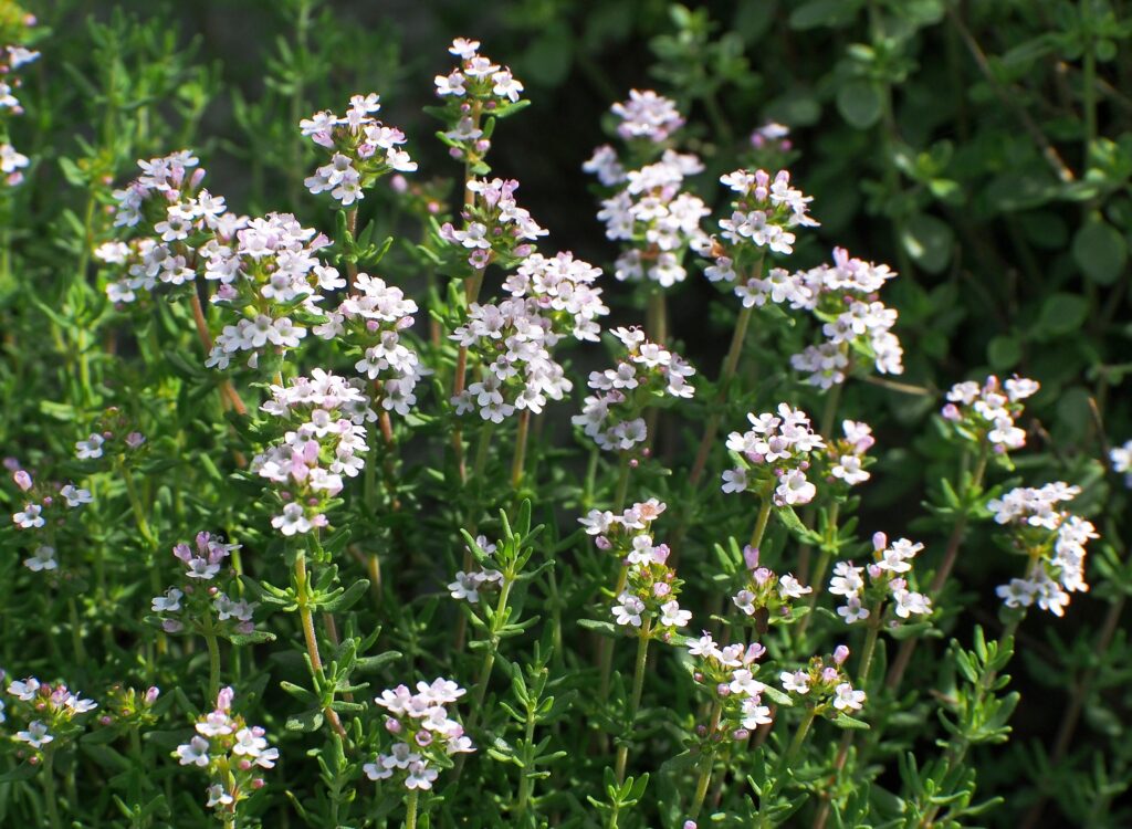 Monika Wurft - Feld-Thymian