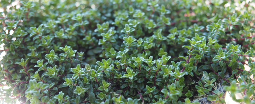 Monika Wurft - Feld-Thymian