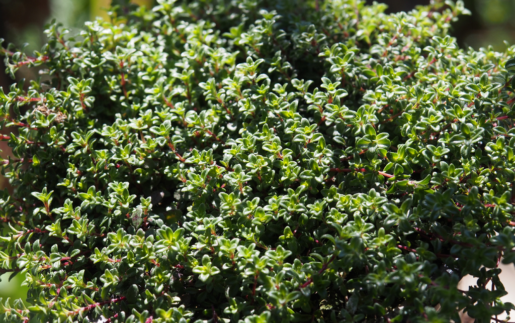 Monika Wurft - Feld-Thymian