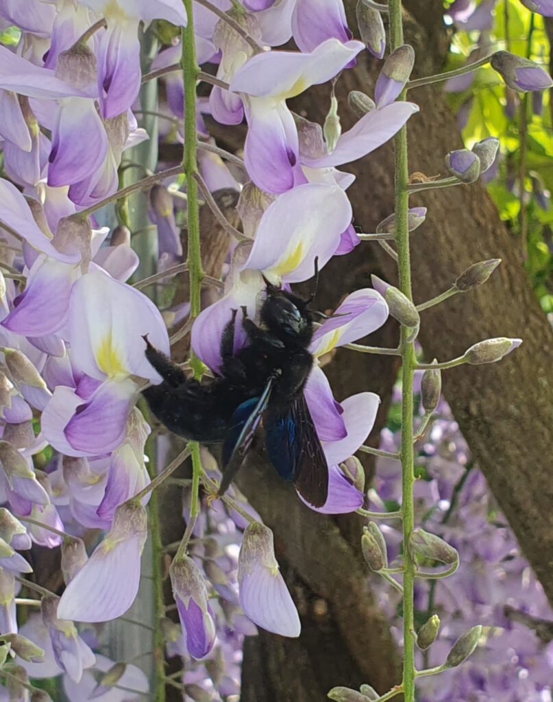Wildbiene des Jahres 2024 - die Blauschwarze Holzbiene