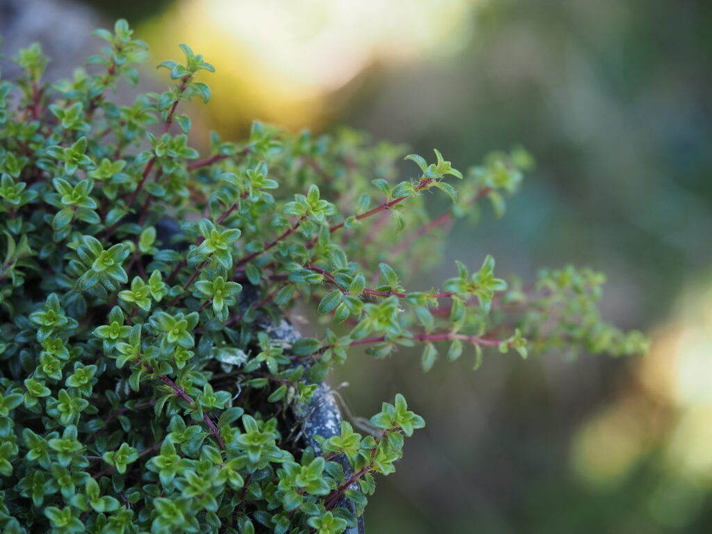 Monika Wurft - Feld-Thymian