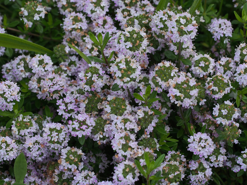 Monika Wurft - Feld-Thymian