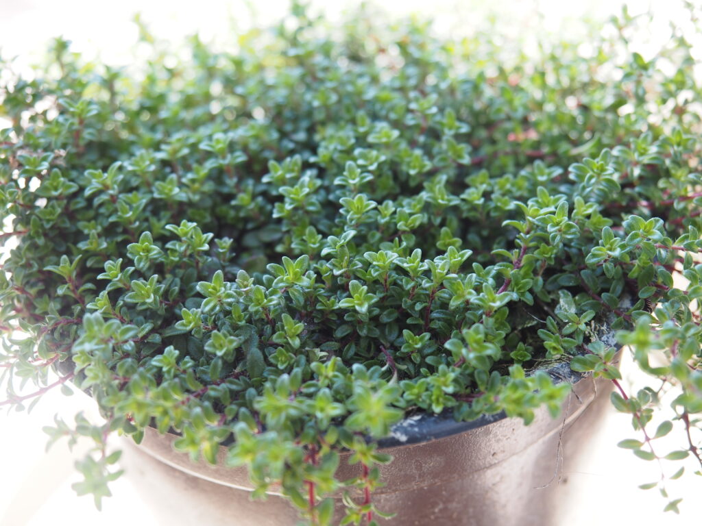 Monika Wurft - Feld-Thymian