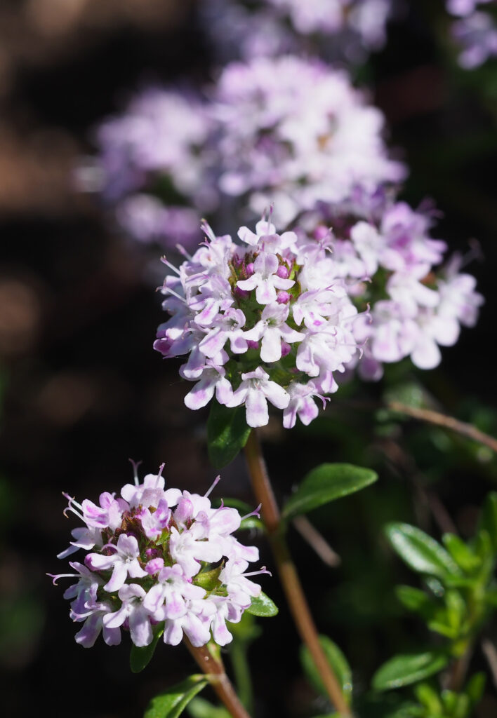 Monika Wurft - Feld-Thymian