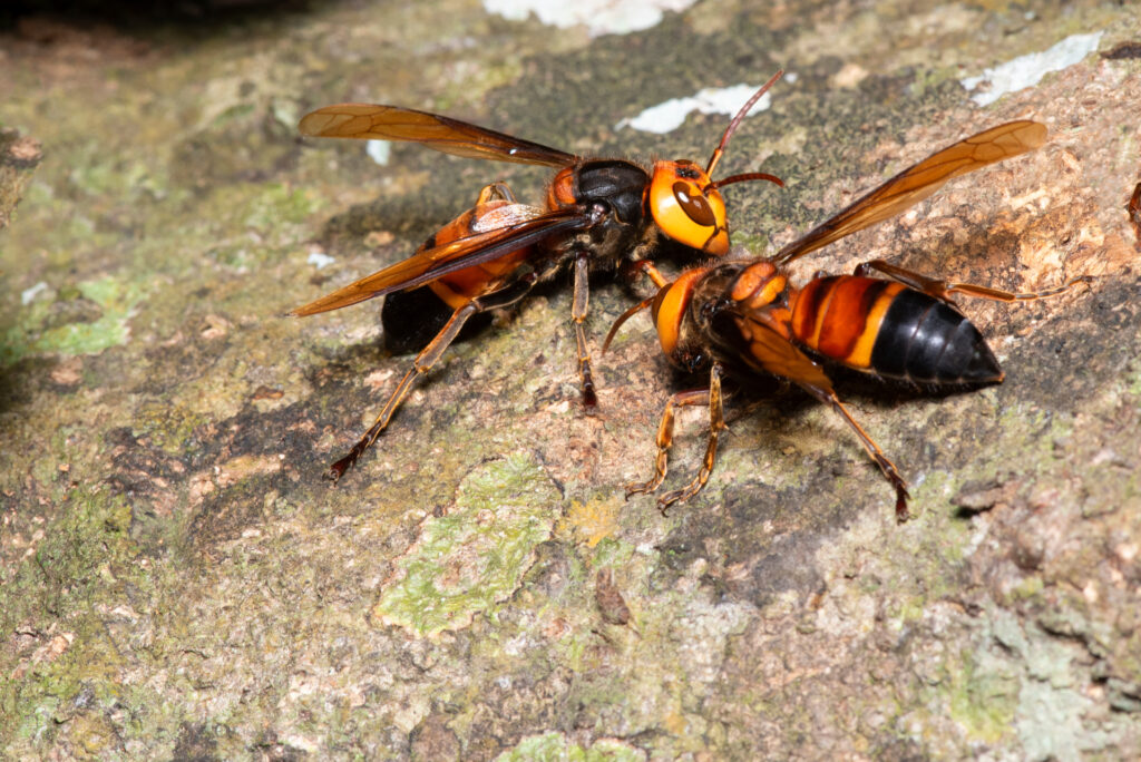 Cum Natura - Reise durchs Bienenjahr 2023