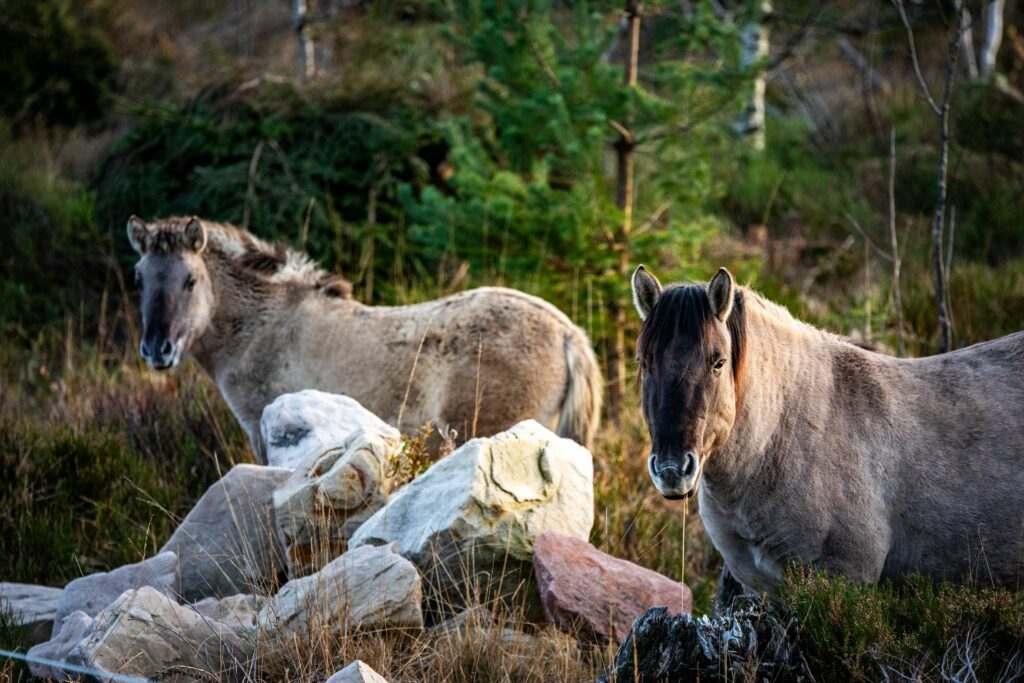 Wildpferde im Naturpark