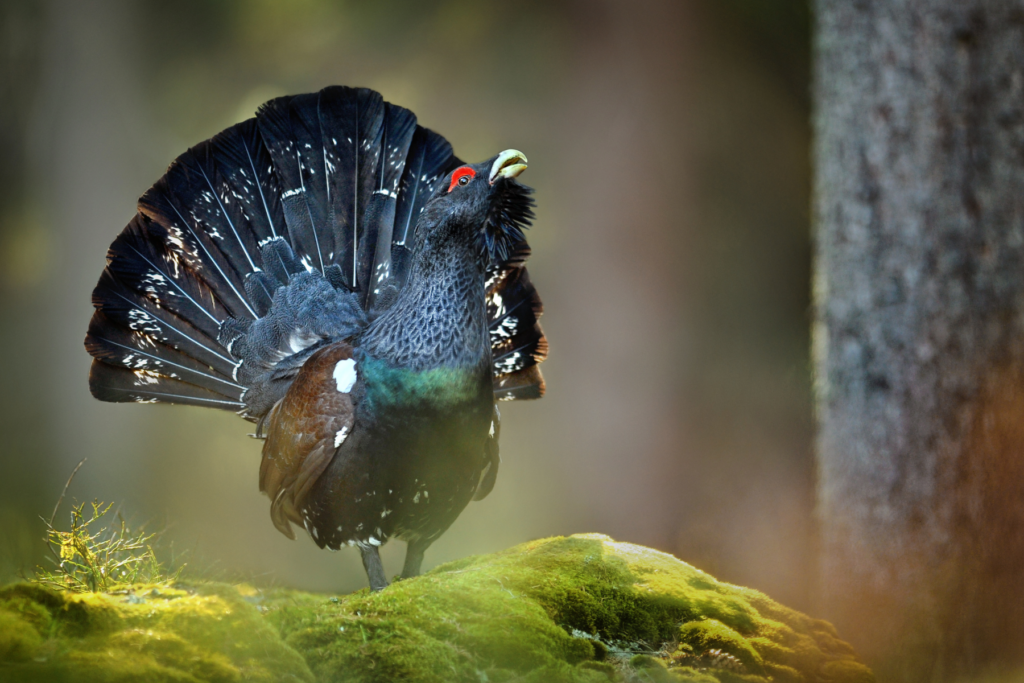 Auerhahn im Schwarzwald 