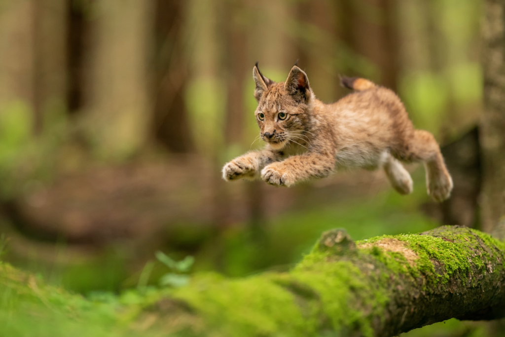 Luchsjunges im Schwarzwald 
