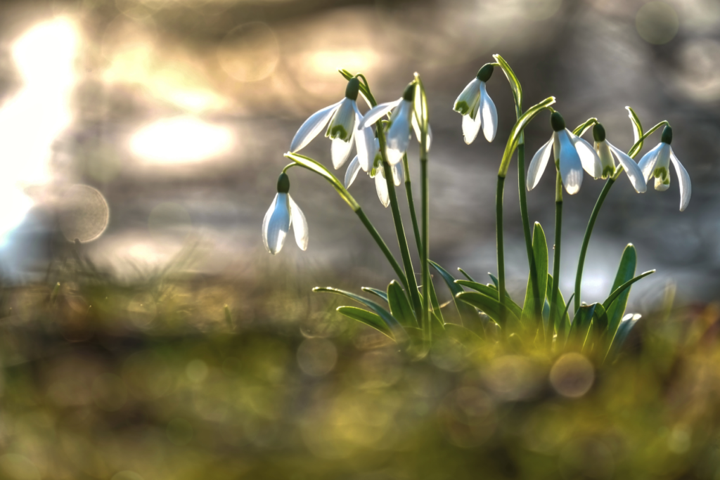Blühende Schneeglöckchen