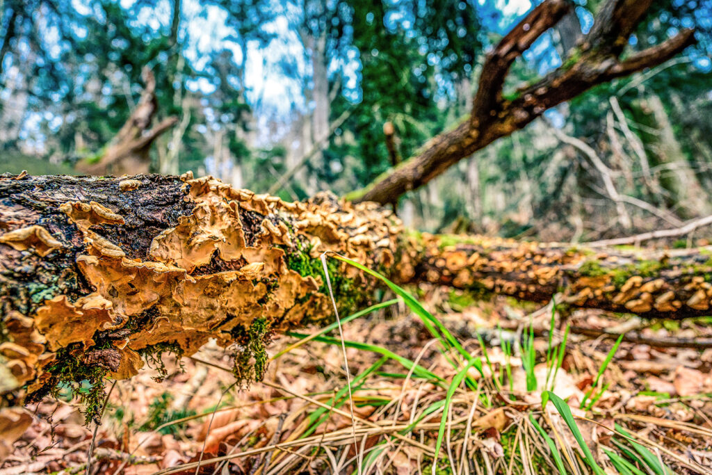 Pilzbewuchs auf Holz