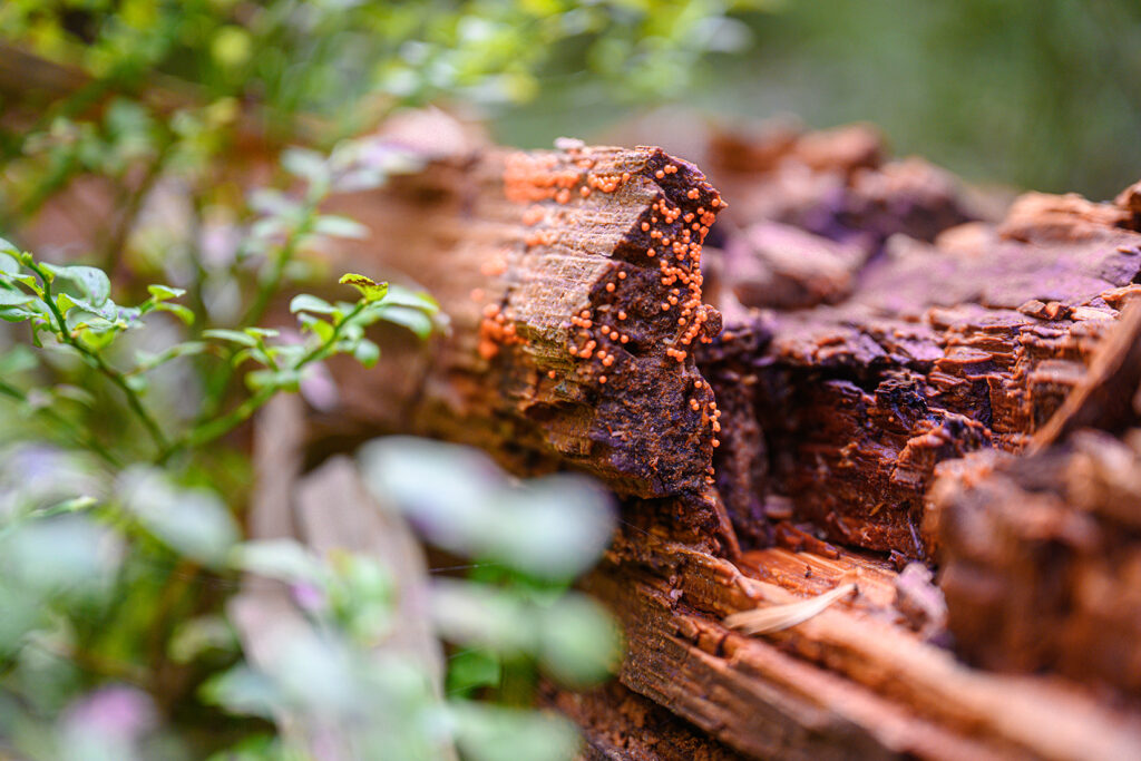Pilze auf abgestorbenem Holz