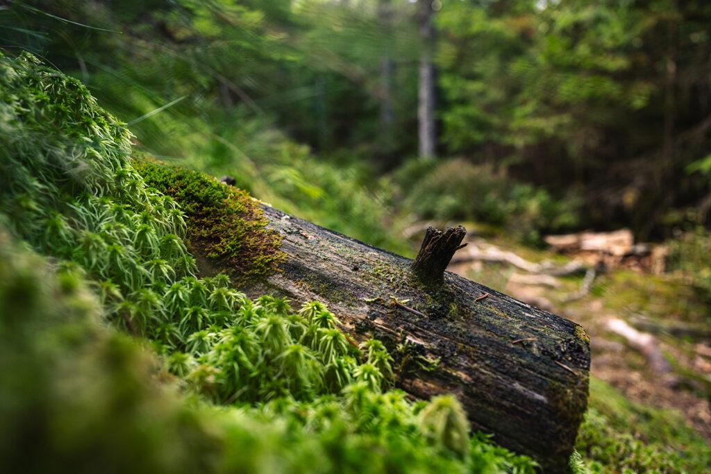 Moosbewuchs auf verrottendem Baum