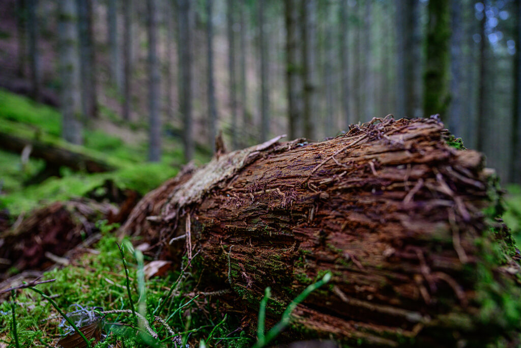 Totholz im Naturpark Schwarzwald Mitte/Nord