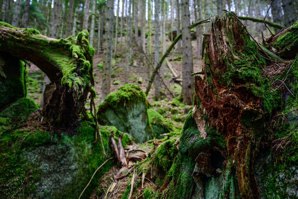 verrottende Bäume