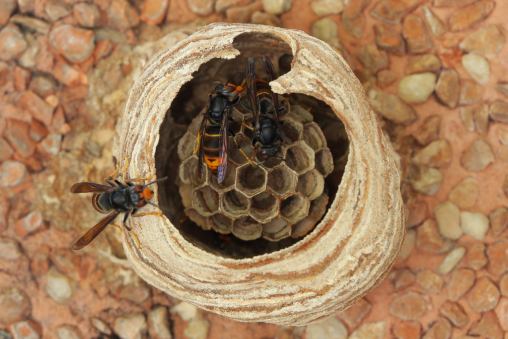 Nest der asiatischen Horniss