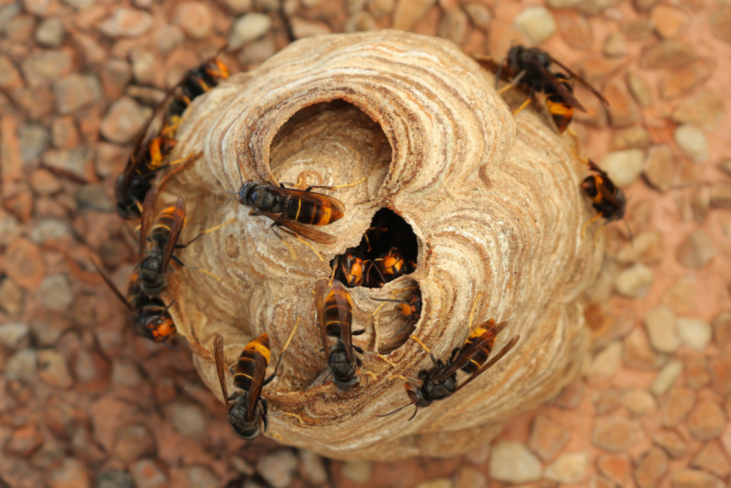 Nest der asiatischen Hornisse 