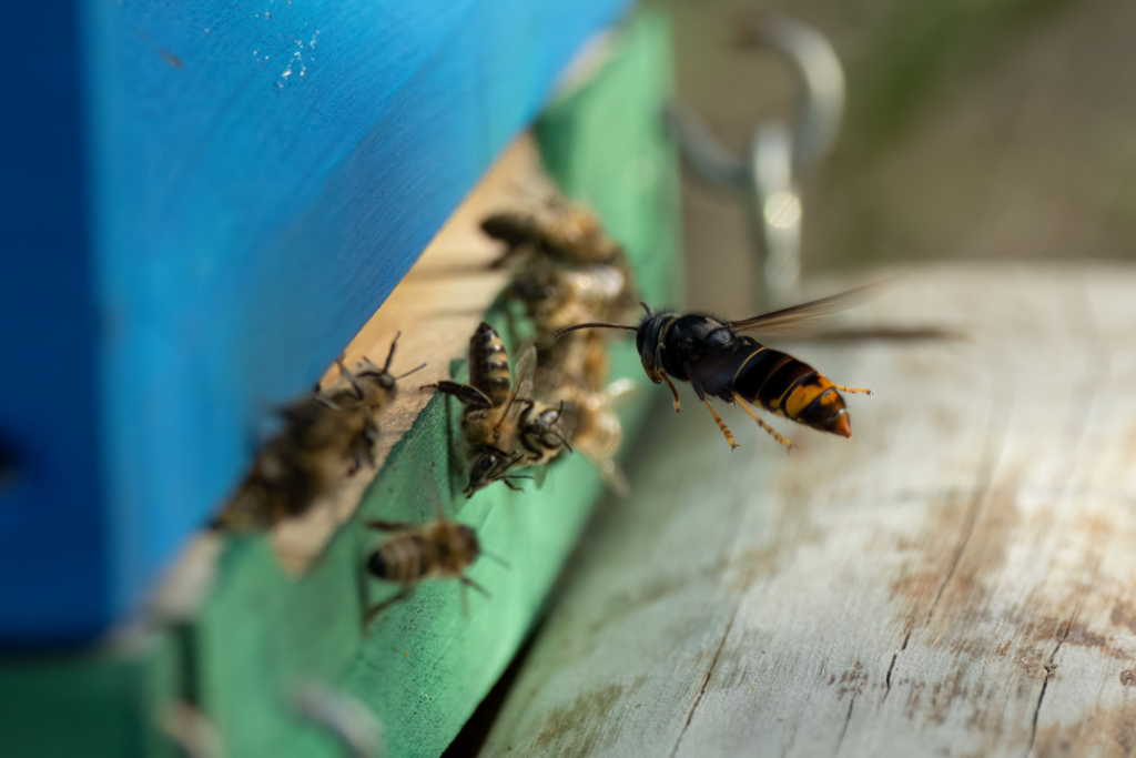 Angriff einer asiatischen Hornisse auf einen Bienenstock 