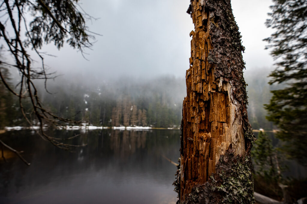 Abgestorbener Baum am Wildsee