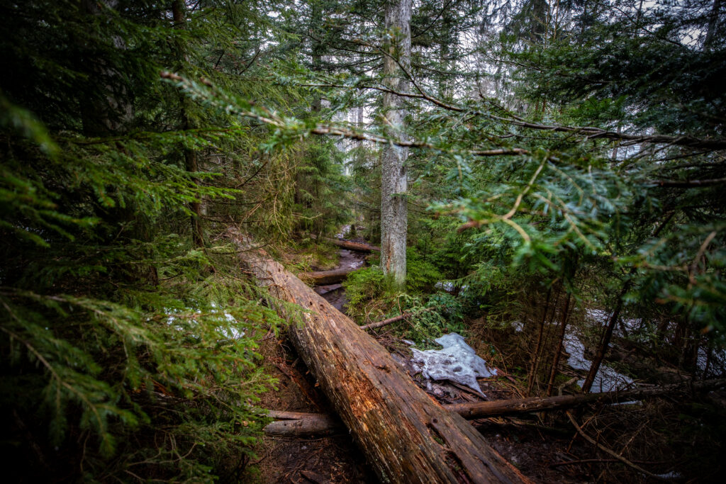 Unterwegs im Bannwald