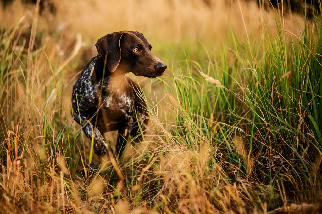Jagdhund auf dem Pirschgang 