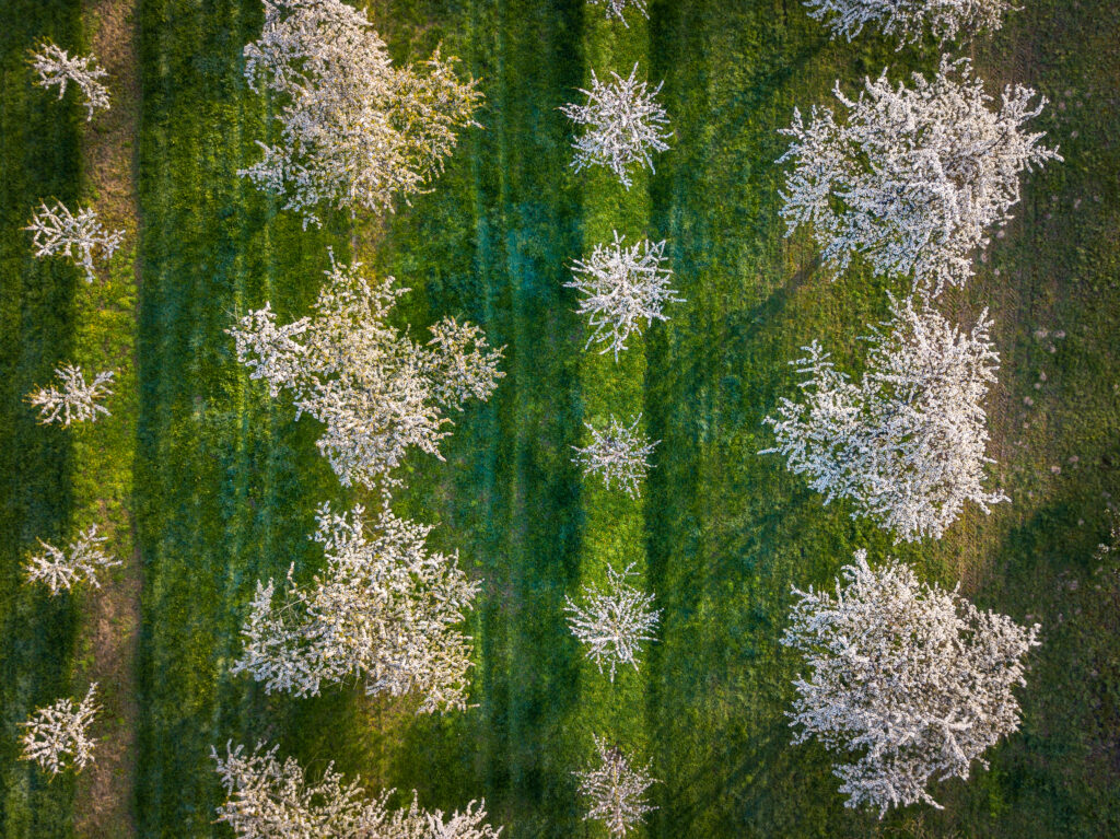 Obstbäumme von Oben