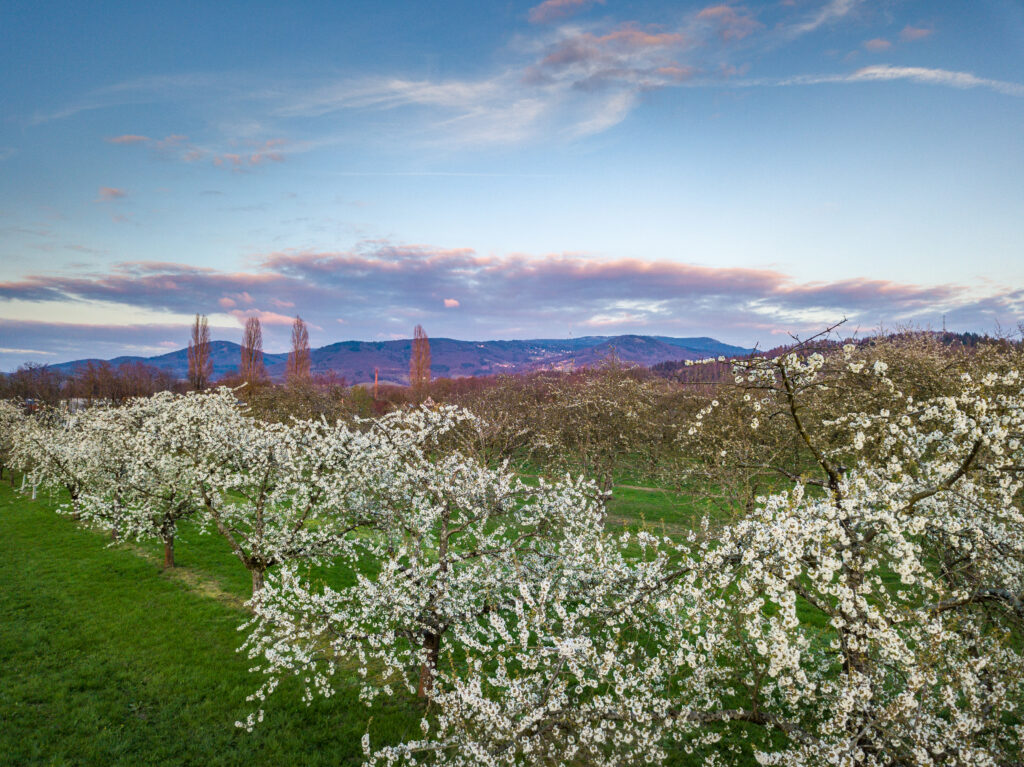 Kirschblüte Ortenau